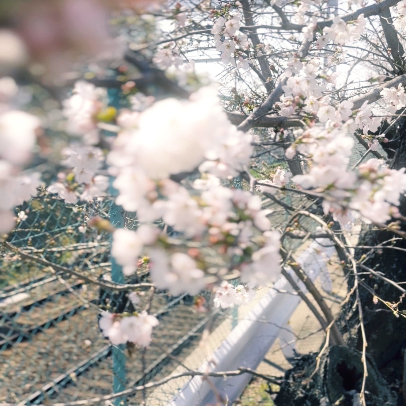 万谷 あいね
